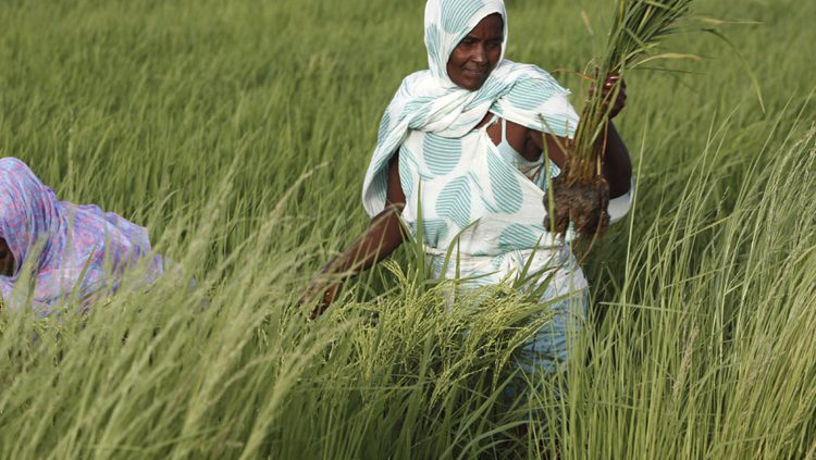 hambre y cambio climático