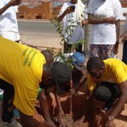 Plantar árboles contra el calor